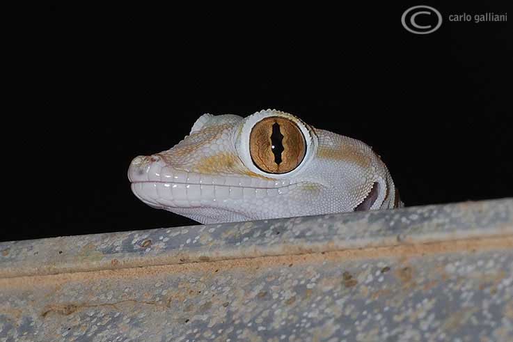 Geko deserto : ptyodactylus hasselquisti